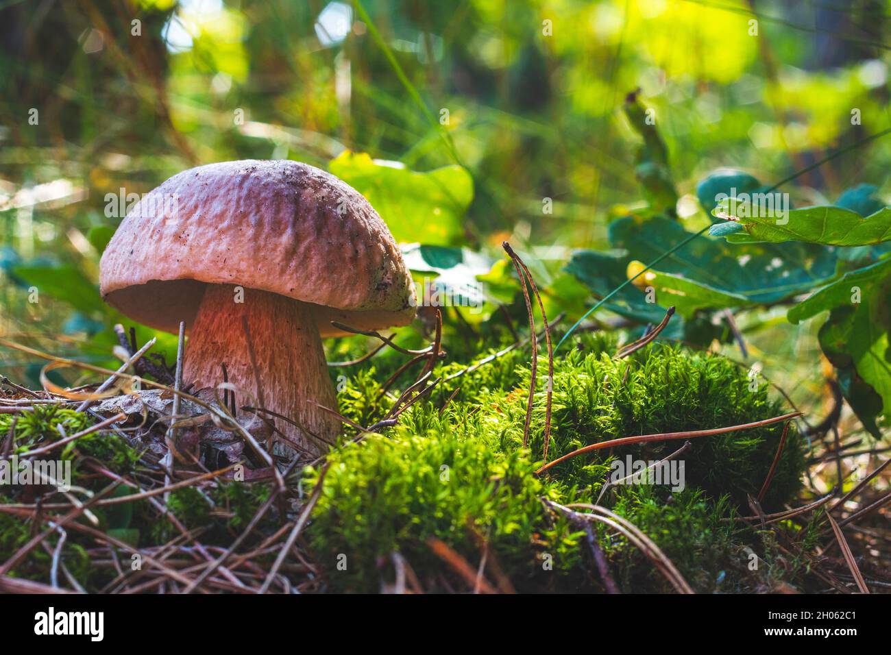 Champignons porcini comestibles en bois d'automne.Nourriture de champignons Royal cep.Boletus poussant dans la nature sauvage Banque D'Images