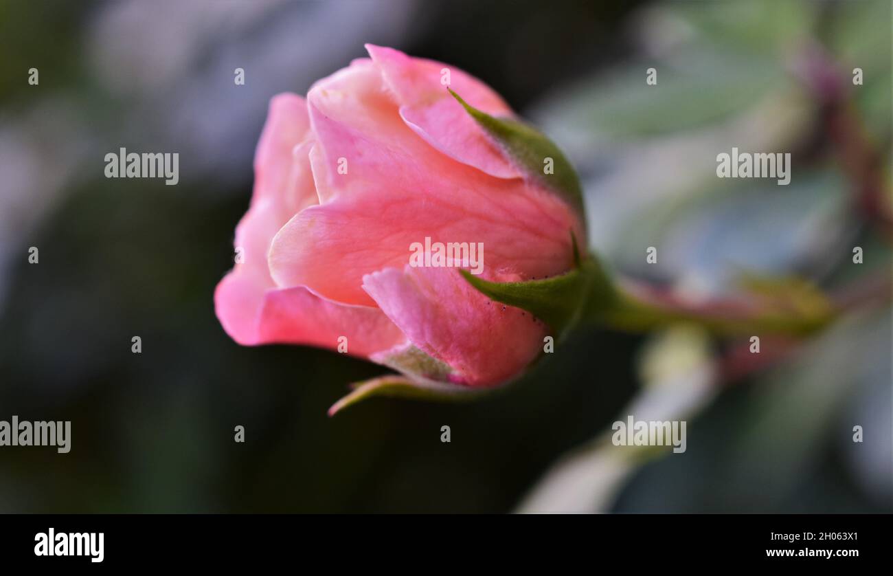 Une belle fleur de rose. Banque D'Images