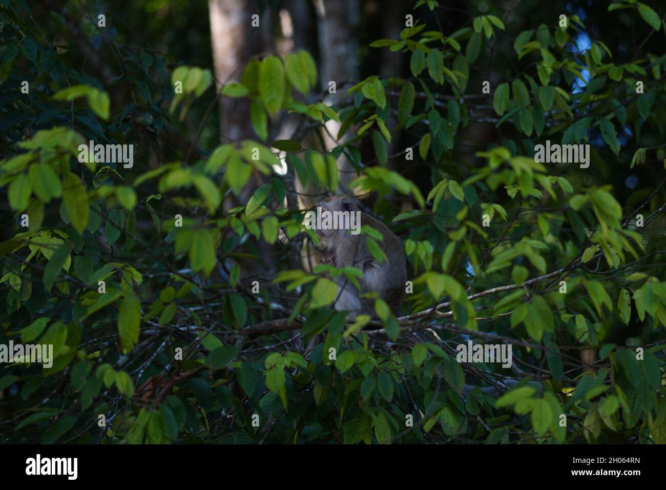 Une mère singe avec son enfant sur une branche d'arbre verte avec des feuilles vertes nature Banque D'Images