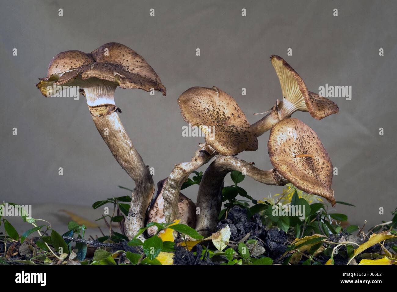 Armillaria solidipes (Armillaria ostoyae) ou champignons miel, croissant dans une forêt dans les montagnes Cascade du centre de l'Oregon, près du lac Cultus. Banque D'Images