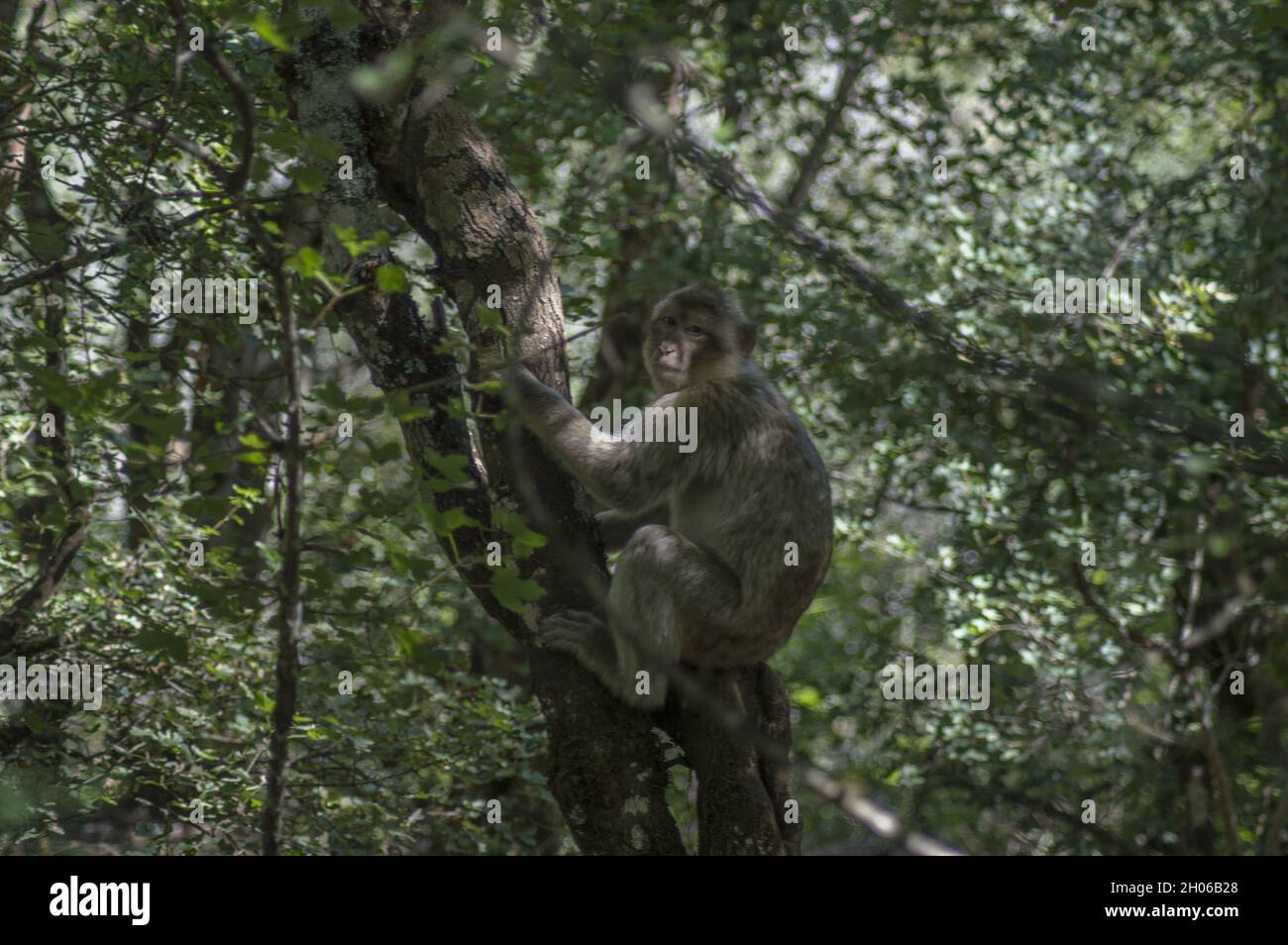 Photo sélective de Macaque sur un arbre dans un zoo Banque D'Images