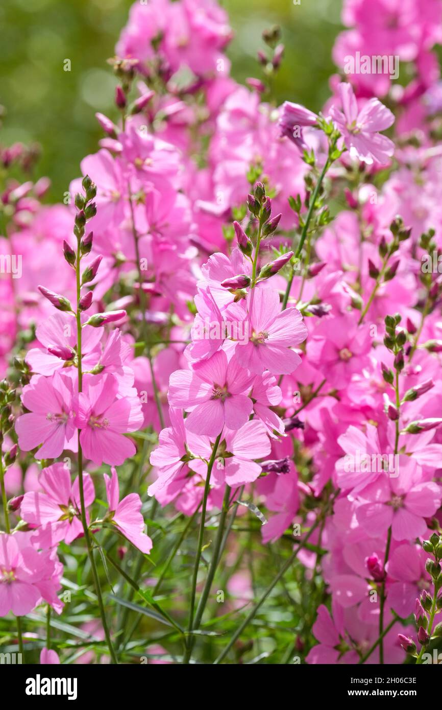 Grandes fleurs roses en bonbon de Sidalcea 'Beauté sexuelle'. Prairie Mallow 'Beauté sexuelle'. Banque D'Images