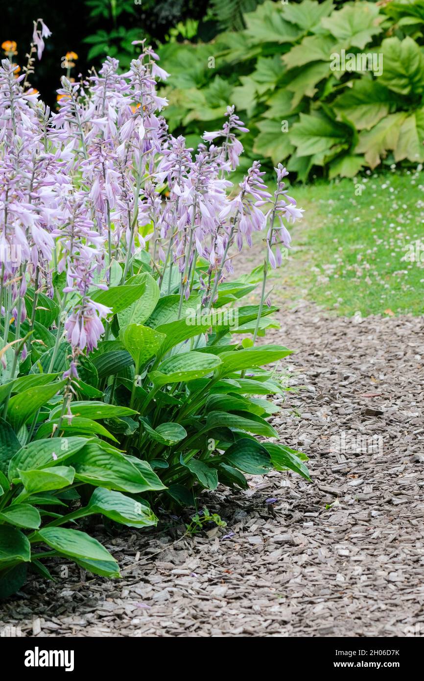 Hosta sieboldiana 'Aureo marginata', Plantain Lily 'Aureo marginata', Hosta sieboldiana 'Marginata'.Floraison Banque D'Images