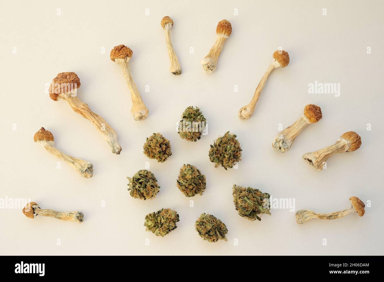 Mise en page des champignons psilocybine enseignant d'or et des bourgeons de marijuana sur fond d'ivoire.Expérience psychédélique.Concept de microdosage.Alternative recrée Banque D'Images