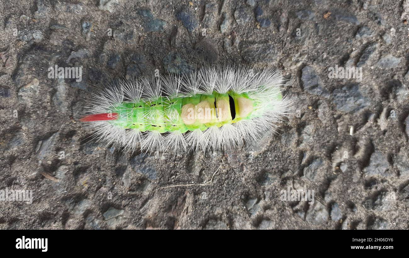 Chenille de la chenille de la chenille de la chenille de la chenille de la chenille de la chenille de la chenille (Calliteara pudibunda) bandes noires vert vif entre les segments touffes jaunes en haut à l'avant et touffe rouge simple à l'arrière Banque D'Images