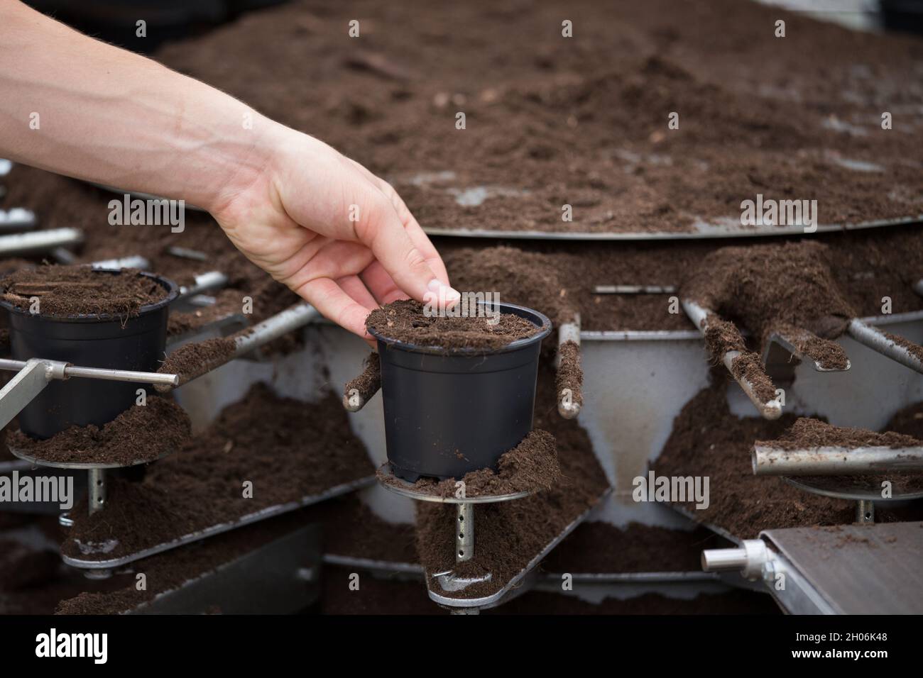 Gros plan de la main tenant le pot de fleur au-dessus de la machine de terreau Banque D'Images