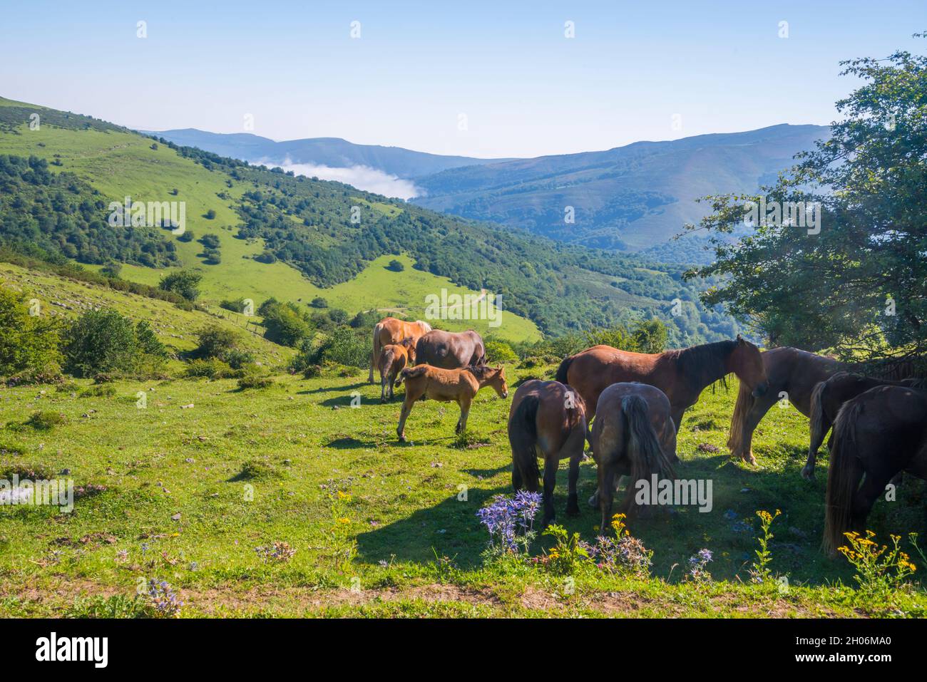 Chevaux au col de Palombera.Réserve naturelle Reserva del Saja, Cantabrie, Espagne. Banque D'Images