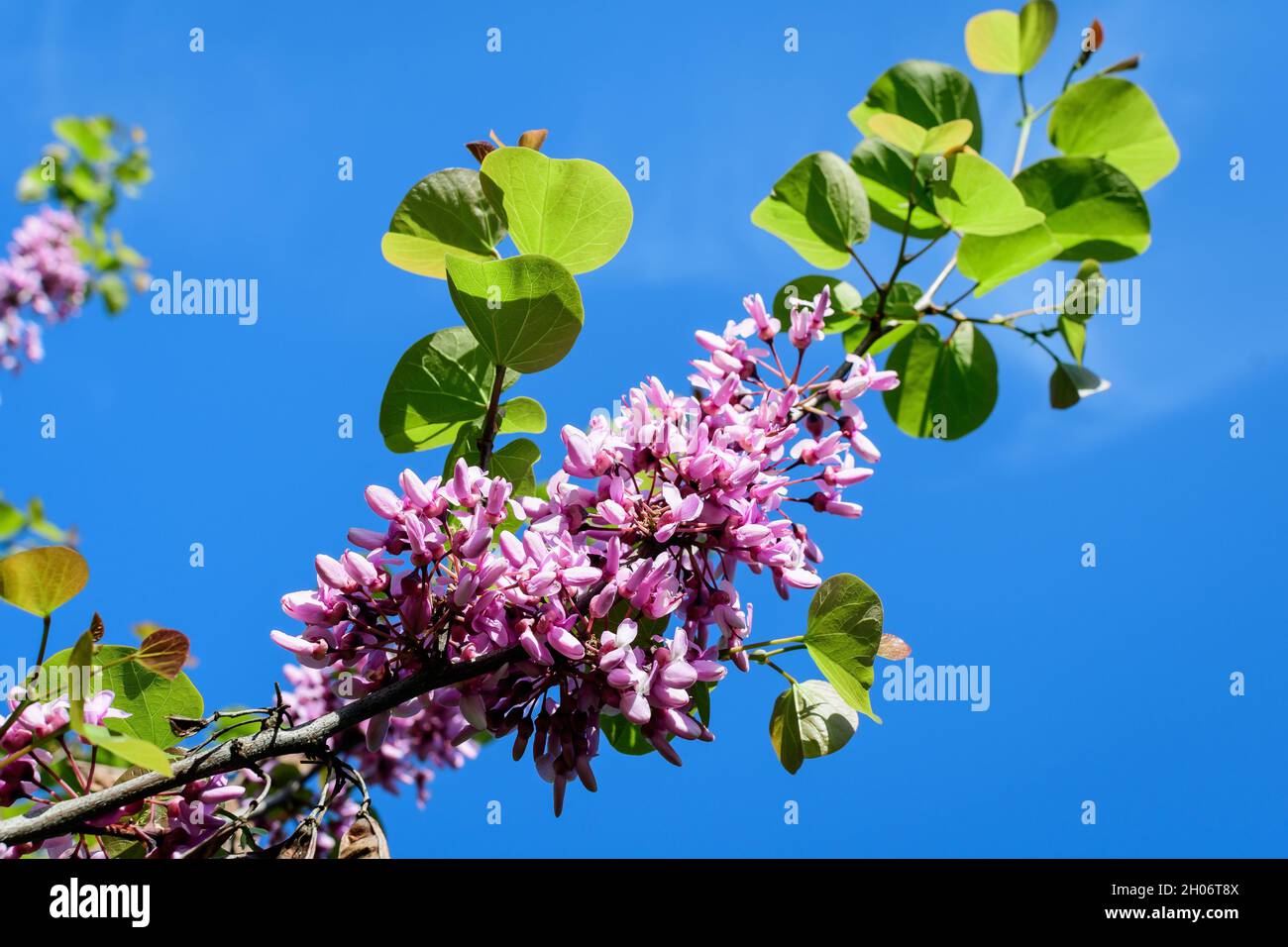 Beaucoup de fleurs roses vives de Cerdis siliquastrum, communément appelé arbre de Judas ou arbre de Judas, dans un jardin dans un jour ensoleillé de printemps, belle flore extérieure Banque D'Images