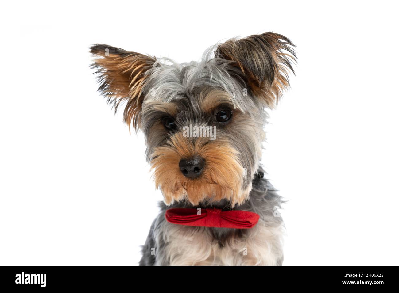 élégant petit chien terrier du yorkshire portant un noeud papillon rouge et  regardant loin tout en étant isolé sur fond blanc en studio Photo Stock -  Alamy
