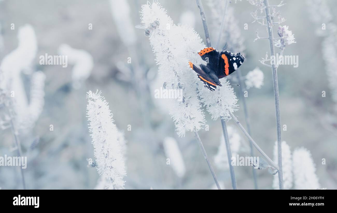 Un seul papillon amiral rouge sur fond de fleurs blanches Banque D'Images