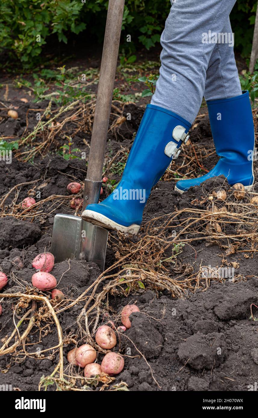 pelle creuse les pommes de terre hors du sol dans le jardin.Photo de haute qualité Banque D'Images