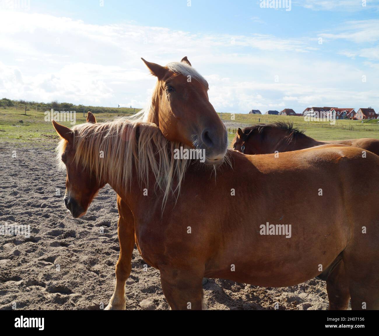 De beaux chevaux Palomino se délassant sur la prairie verte sur les rives de l'île de Baltrum en mer du Nord (Baltrum en Allemagne) Banque D'Images