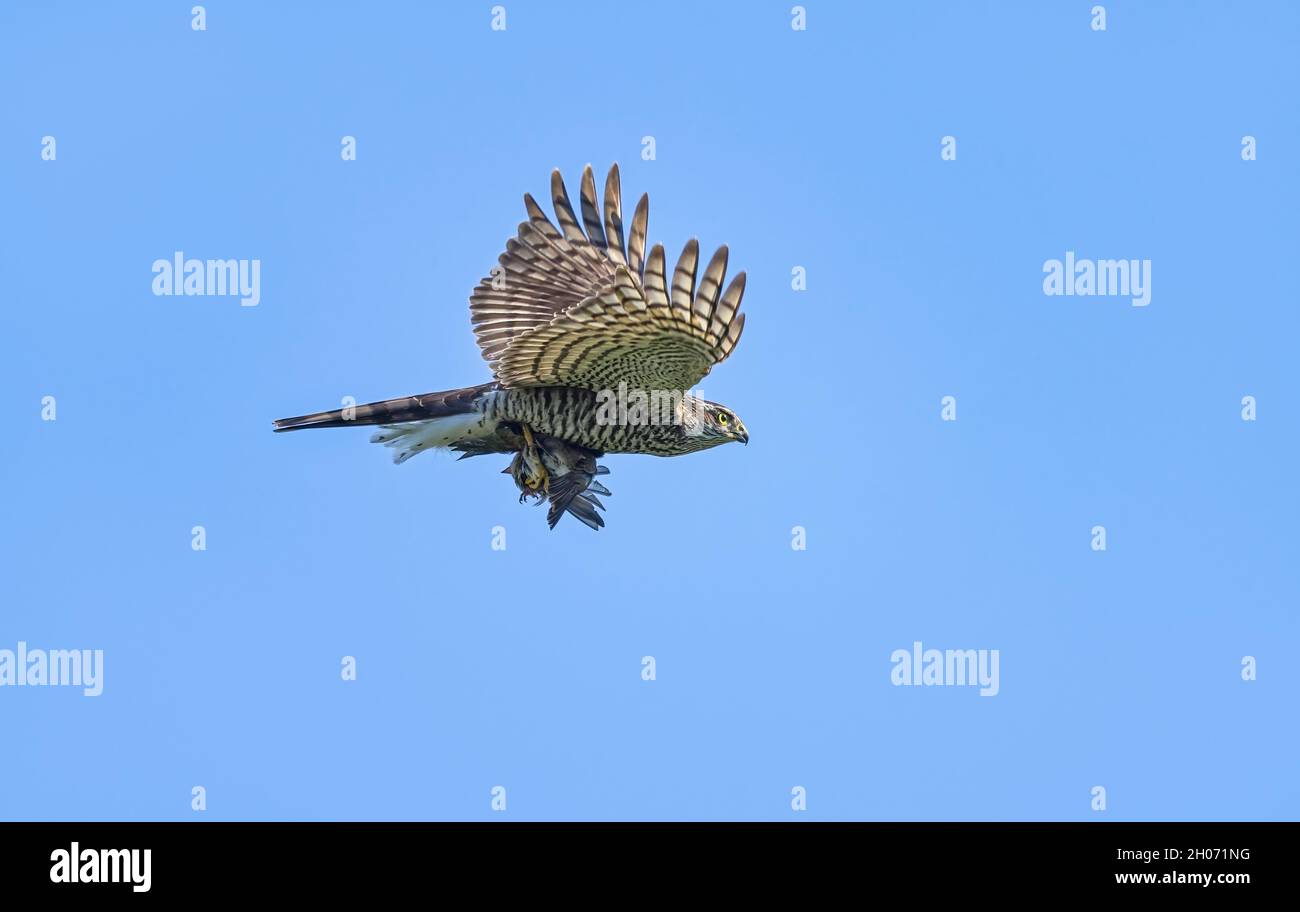 Le sparrowhawk eurasien, Accipiter nisus, en vol avec une proie capturée, portant un songbird dans les talons, Rhénanie, Allemagne Banque D'Images