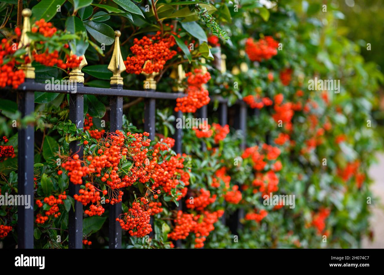 Haie de Hawthorn avec baies d'aubépine rouges et rampes noires.Cette haie belliciste forme la limite d'un jardin à l'avant. Banque D'Images