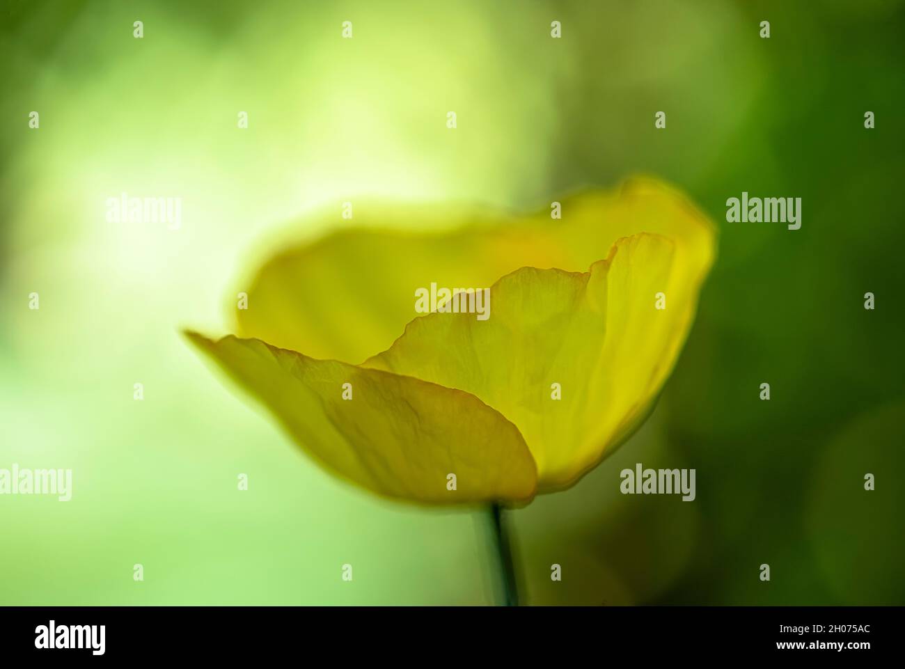 fleur de pavot jaune floue dans la couleur verte ambiante Banque D'Images