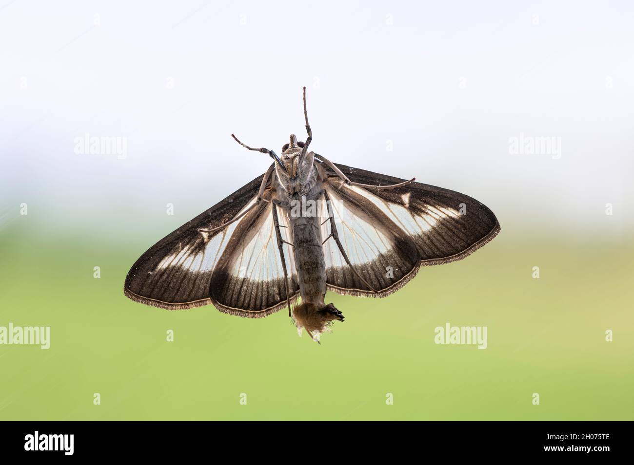 papillon en détail - prise de vue macro Banque D'Images