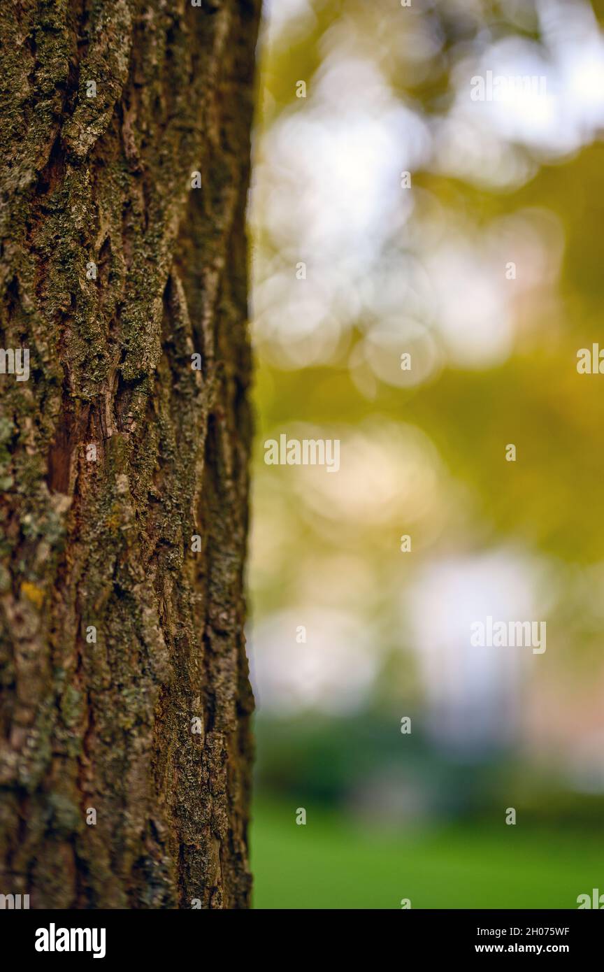 Détail d'un tronc d'arbre montrant la texture et le grain dans le bois.Faible profondeur de champ avec arbres et ciel derrière.Gros plan de la surface. Banque D'Images