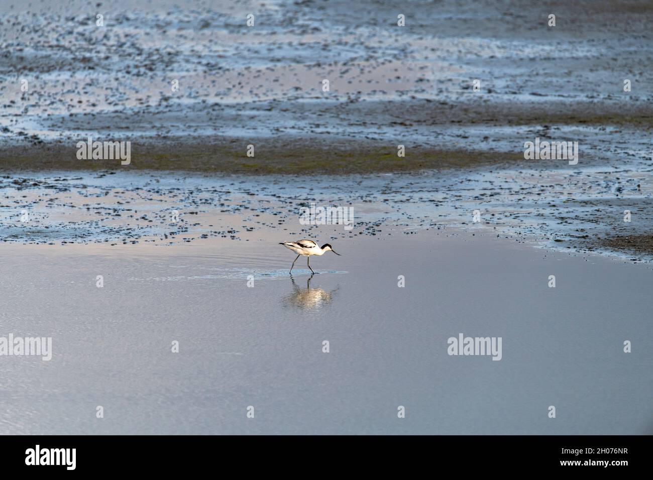 avocet cueillant dans l'eau avec réflexion Banque D'Images