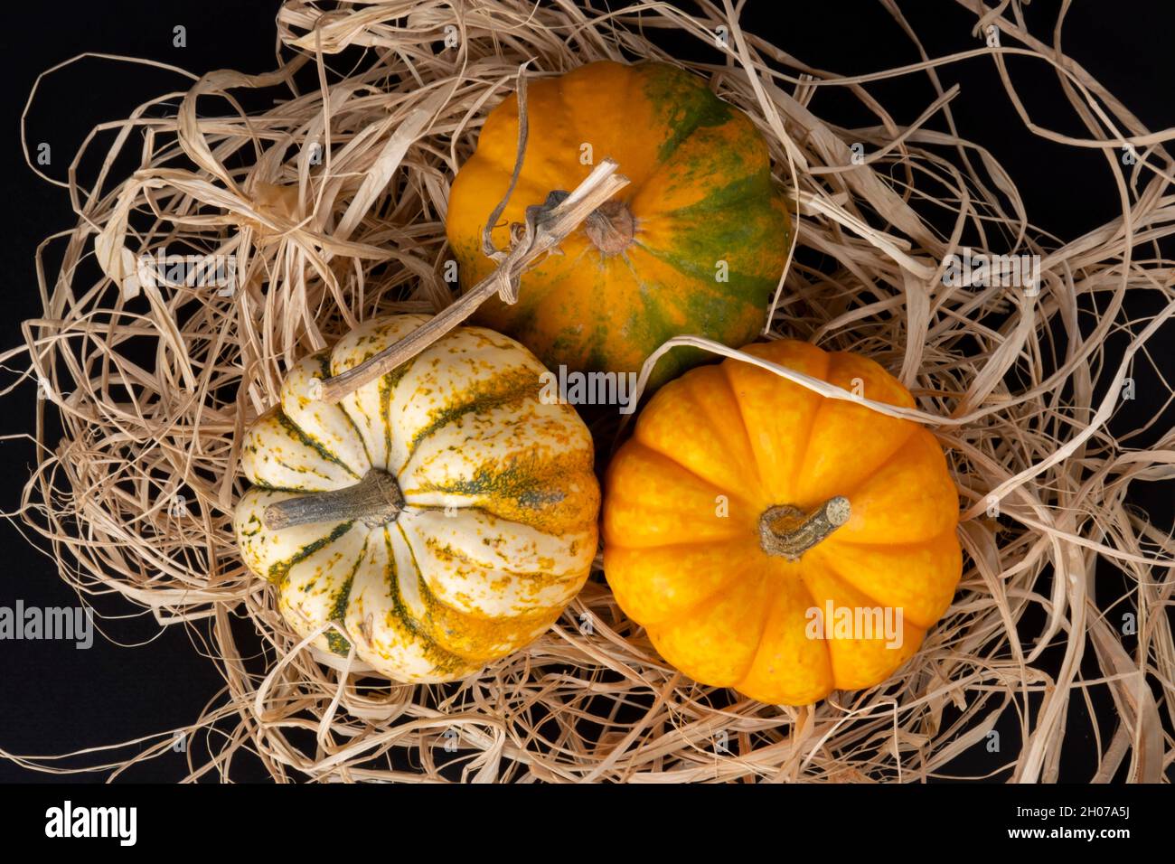 Concept d'Halloween saisonnier de citrouille naturelle : nourriture fraîche bio sur le foin.Arrière-plan agricole avec espace de copie.Récolte en octobre.Préparation de la fête Banque D'Images