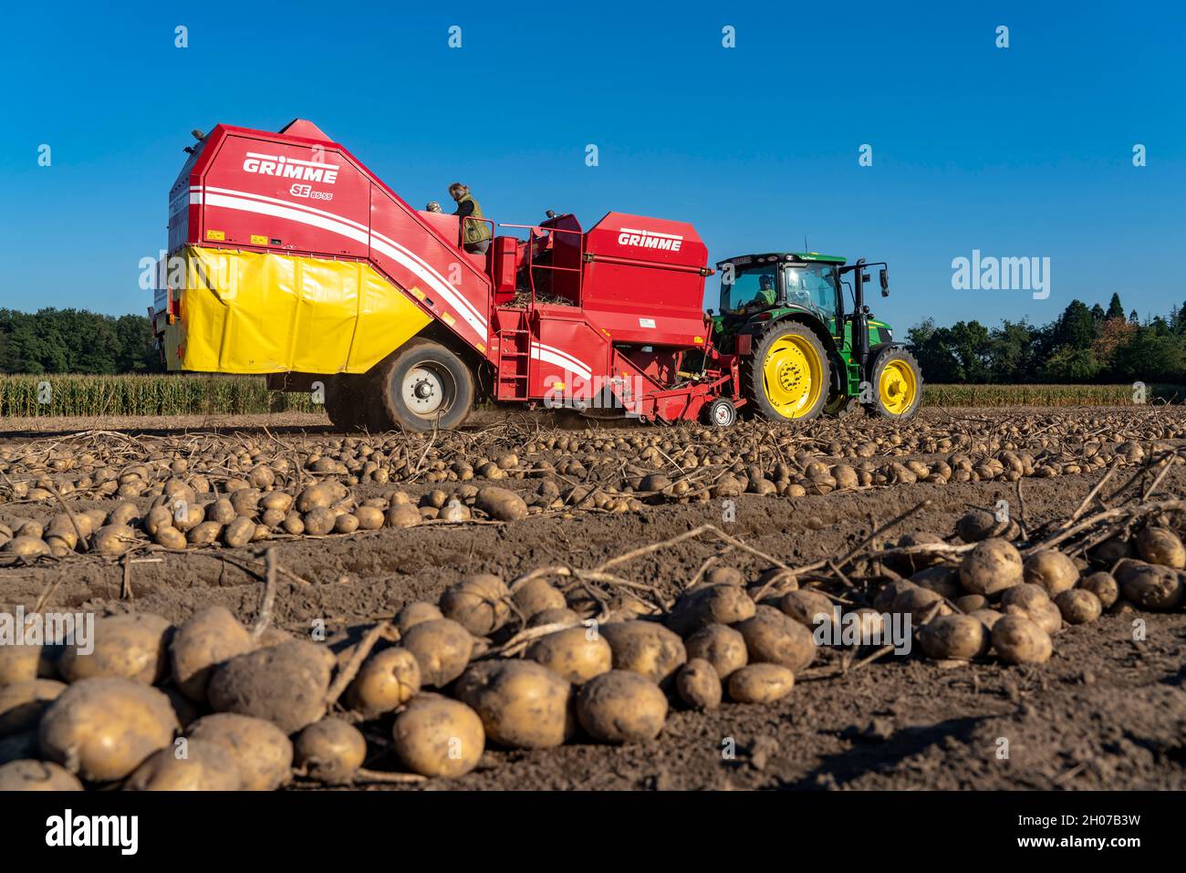 La récolte de pommes de terre, dite méthode de récolte fractionnée, d'abord les tubercules sont sortis du sol avec une machine de pose de rang, puis, après un court séchage Banque D'Images