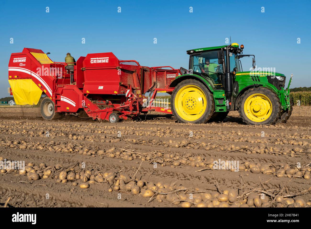 La récolte de pommes de terre, dite méthode de récolte fractionnée, d'abord les tubercules sont sortis du sol avec une machine de pose de rang, puis, après un court séchage Banque D'Images