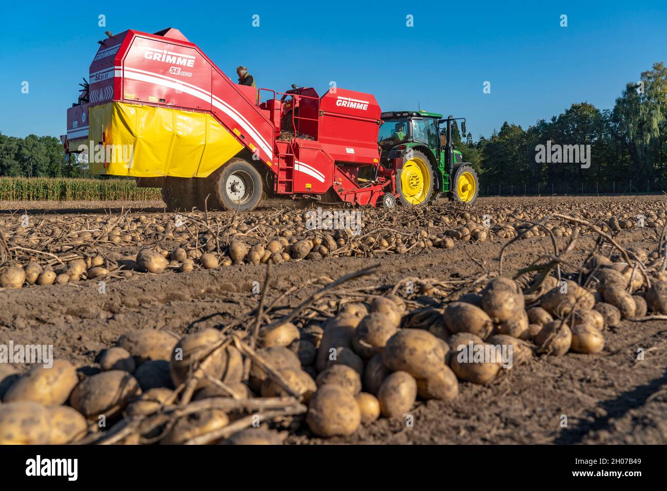 La récolte de pommes de terre, dite méthode de récolte fractionnée, d'abord les tubercules sont sortis du sol avec une machine de pose de rang, puis, après un court séchage Banque D'Images