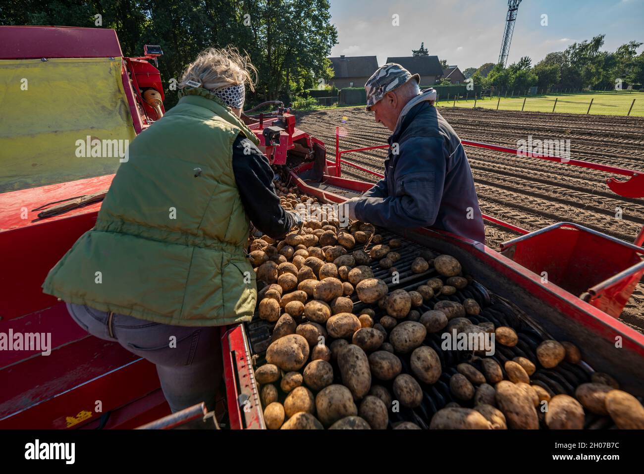 La récolte de pommes de terre, dite méthode de récolte fractionnée, d'abord les tubercules sont sortis du sol avec une machine de pose de rang, puis, après un court séchage Banque D'Images