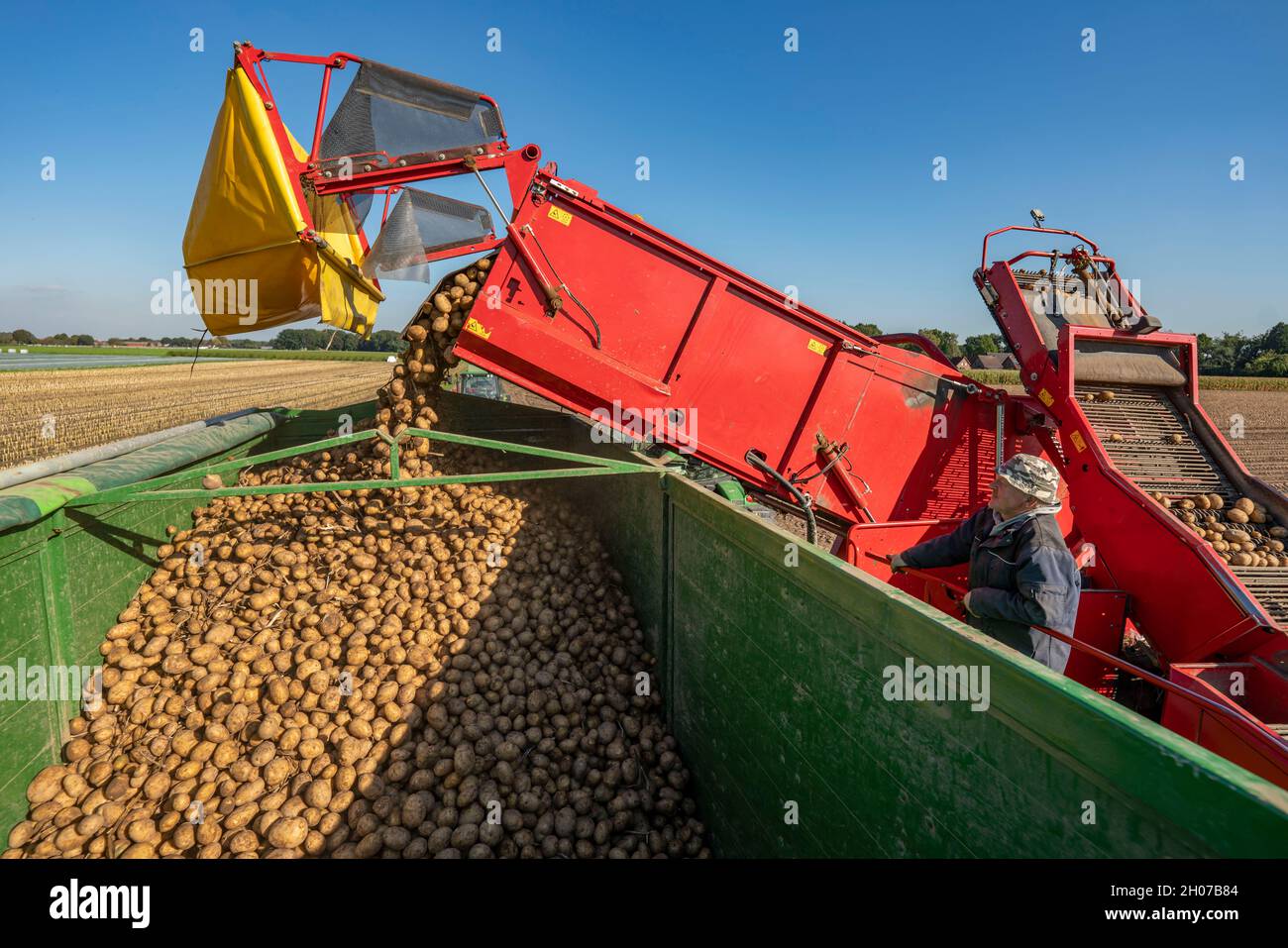 La récolte de pommes de terre, dite méthode de récolte fractionnée, d'abord les tubercules sont sortis du sol avec une machine de pose de rang, puis, après un court séchage Banque D'Images
