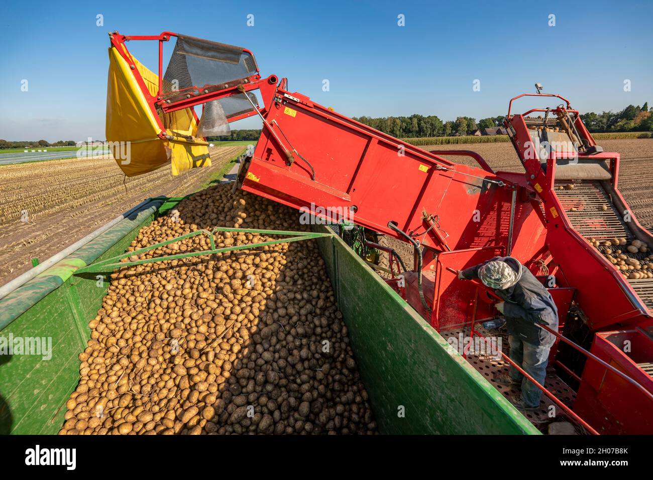 La récolte de pommes de terre, dite méthode de récolte fractionnée, d'abord les tubercules sont sortis du sol avec une machine de pose de rang, puis, après un court séchage Banque D'Images