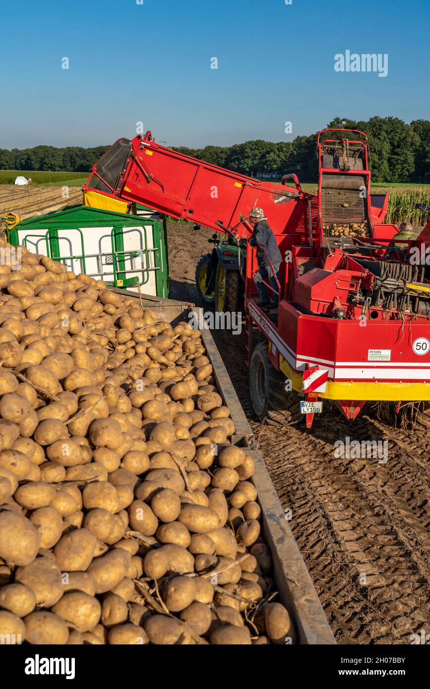 La récolte de pommes de terre, dite méthode de récolte fractionnée, d'abord les tubercules sont sortis du sol avec une machine de pose de rang, puis, après un court séchage Banque D'Images