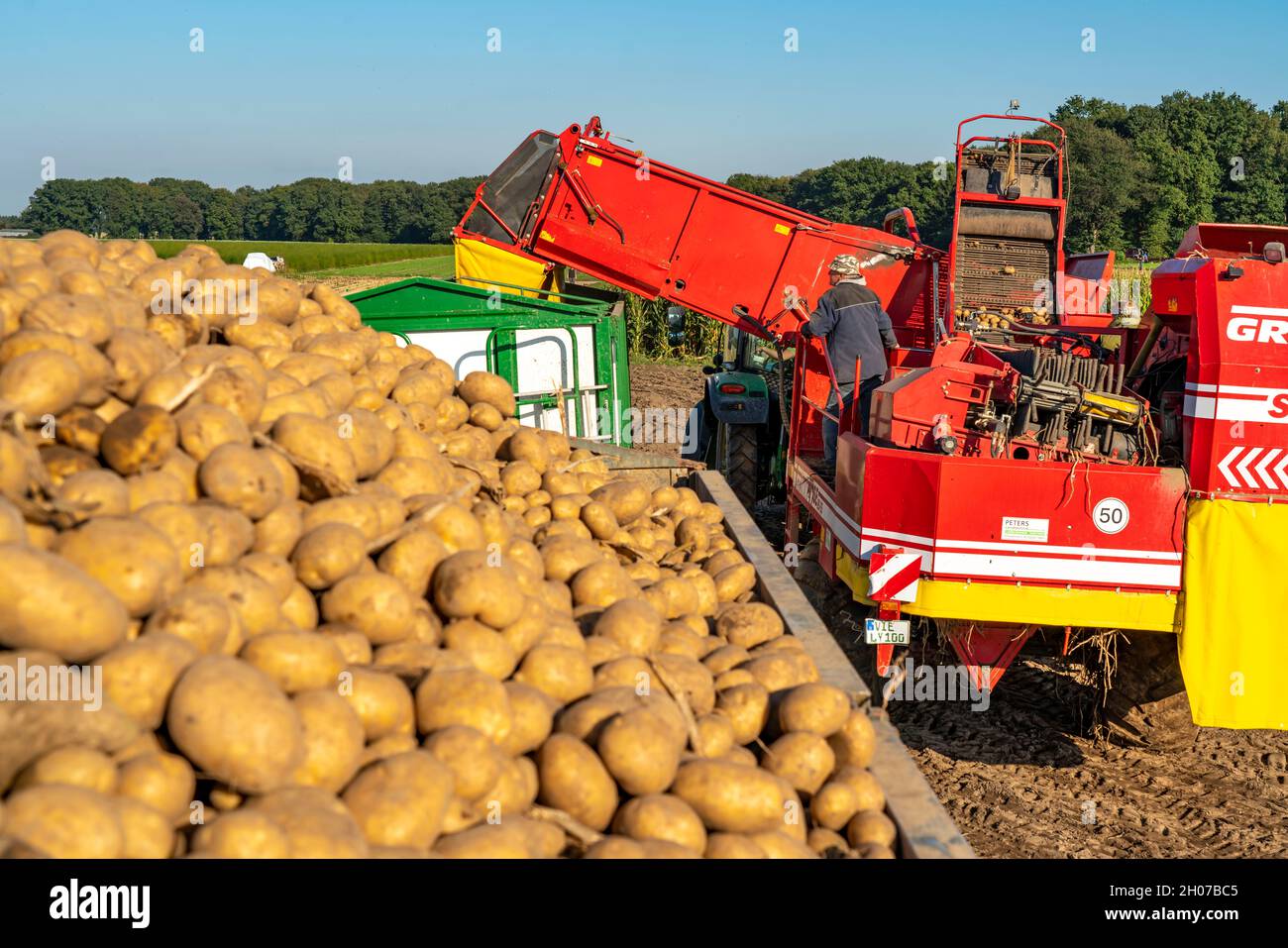 La récolte de pommes de terre, dite méthode de récolte fractionnée, d'abord les tubercules sont sortis du sol avec une machine de pose de rang, puis, après un court séchage Banque D'Images