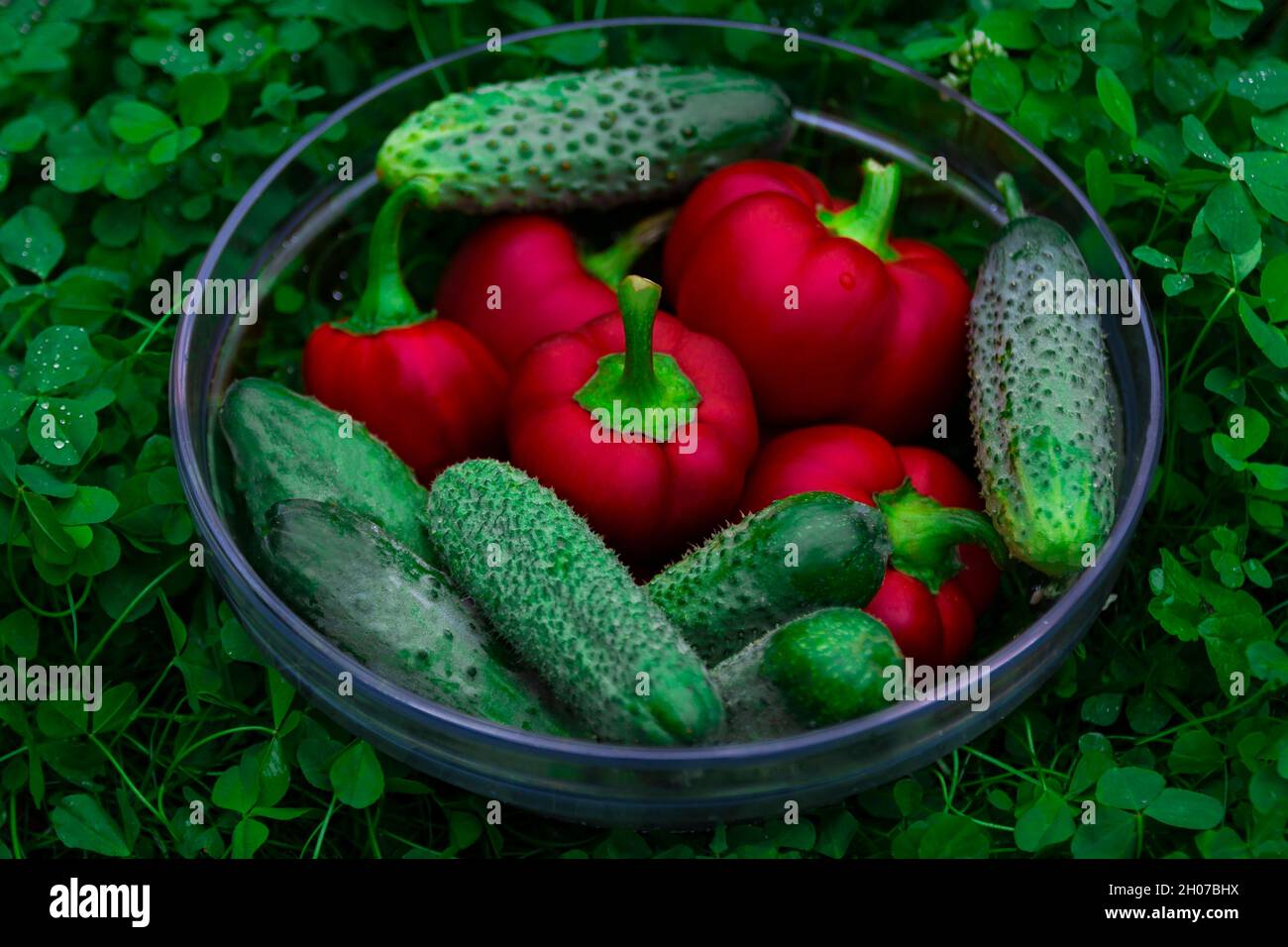 Poivron rouge doux et concombre sur un panier en verre sur de l'herbe verte.Lavage de légumes pour une salade d'été, récolte fraîche d'un potager, spl Banque D'Images