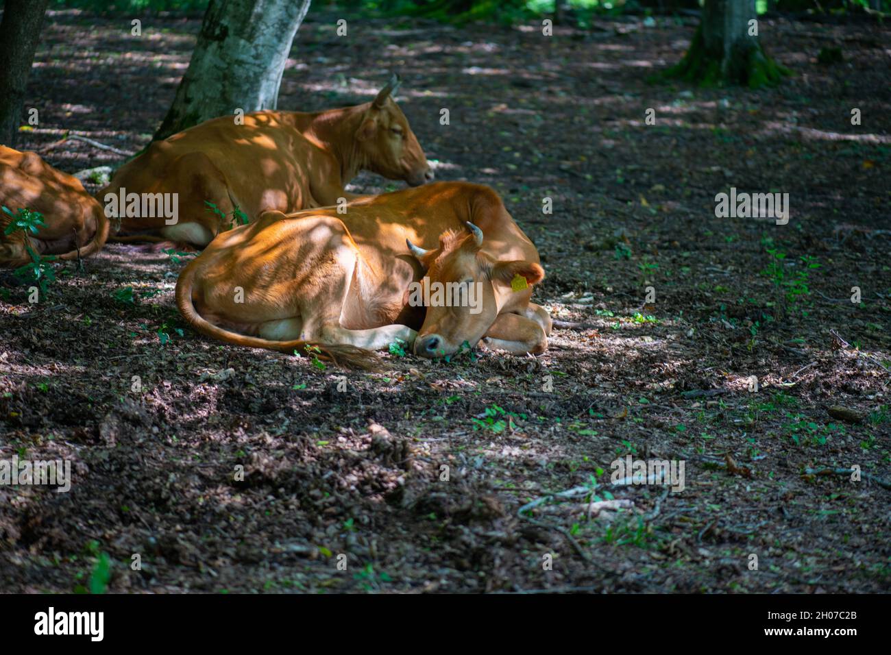 les vaches reposent dans la forêt sous les arbres Banque D'Images