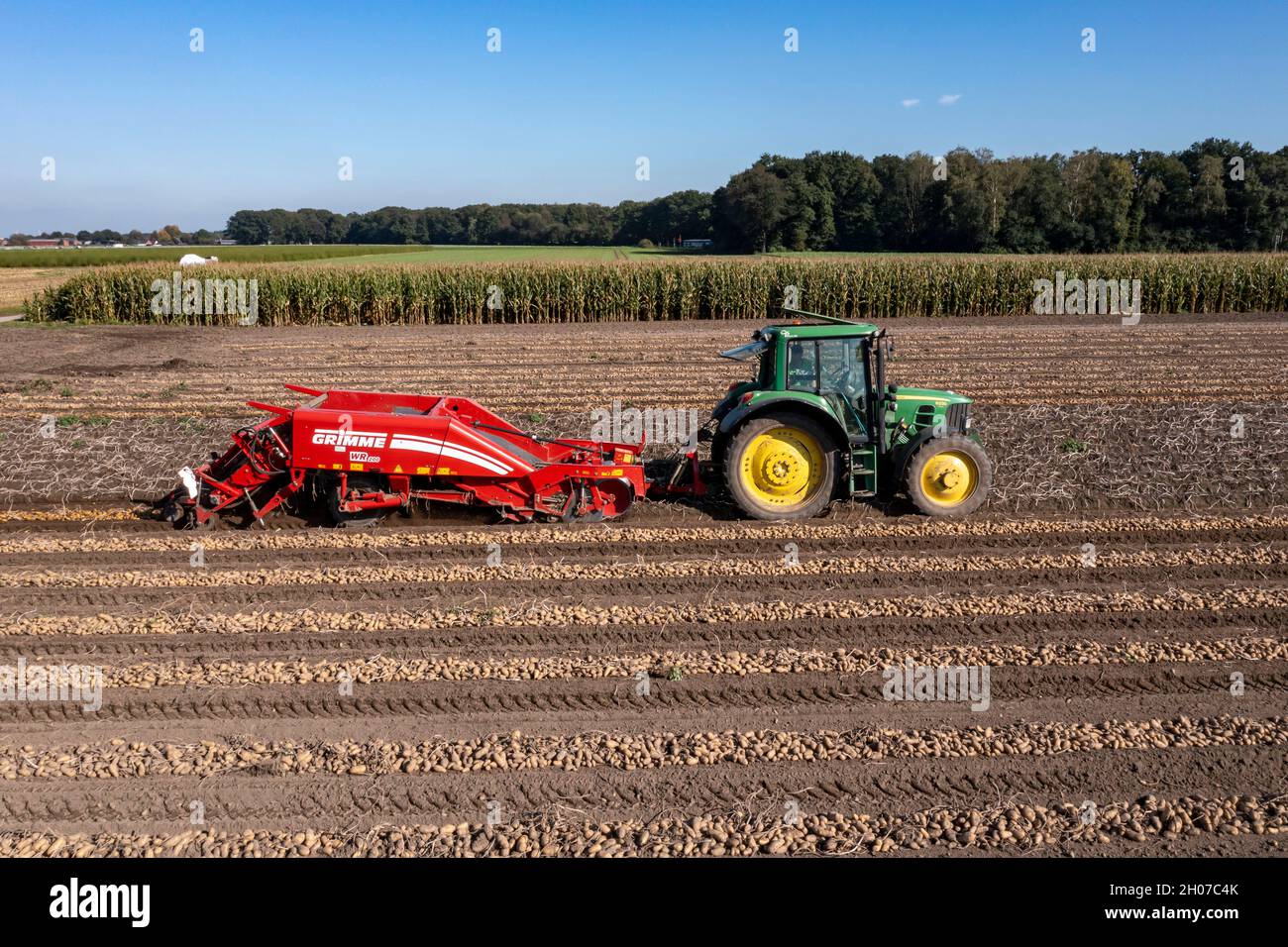 Récolte de pommes de terre, dite méthode de récolte fractionnée, d'abord les tubercules sont sortis du sol avec une machine de pose de rangées, photo, puis, après un court Banque D'Images