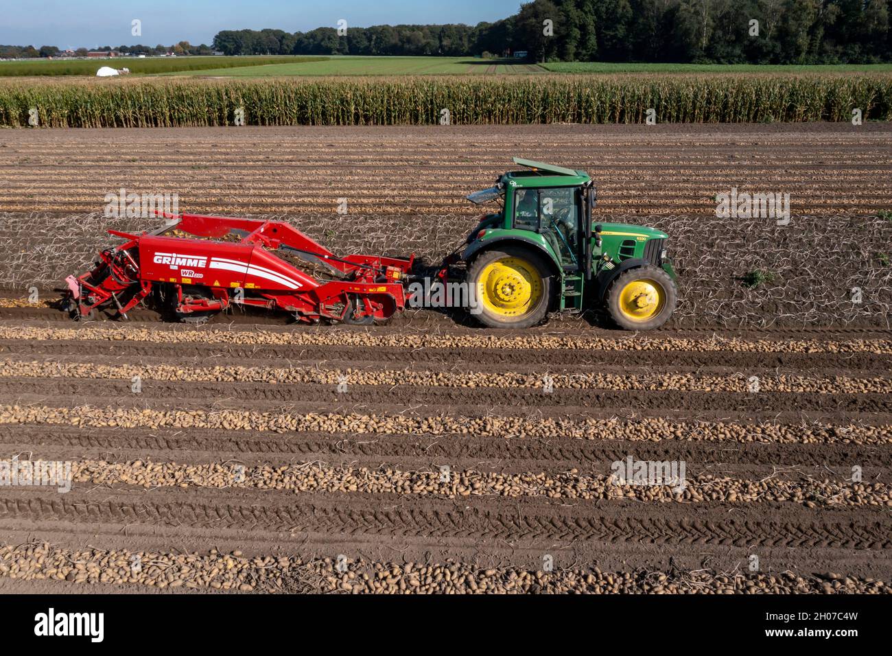 Récolte de pommes de terre, dite méthode de récolte fractionnée, d'abord les tubercules sont sortis du sol avec une machine de pose de rangées, photo, puis, après un court Banque D'Images