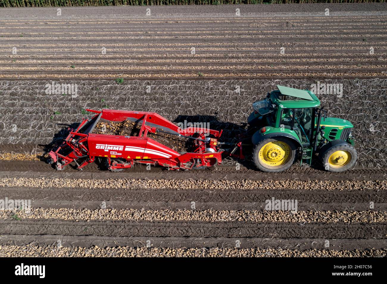 Récolte de pommes de terre, dite méthode de récolte fractionnée, d'abord les tubercules sont sortis du sol avec une machine de pose de rangées, photo, puis, après un court Banque D'Images