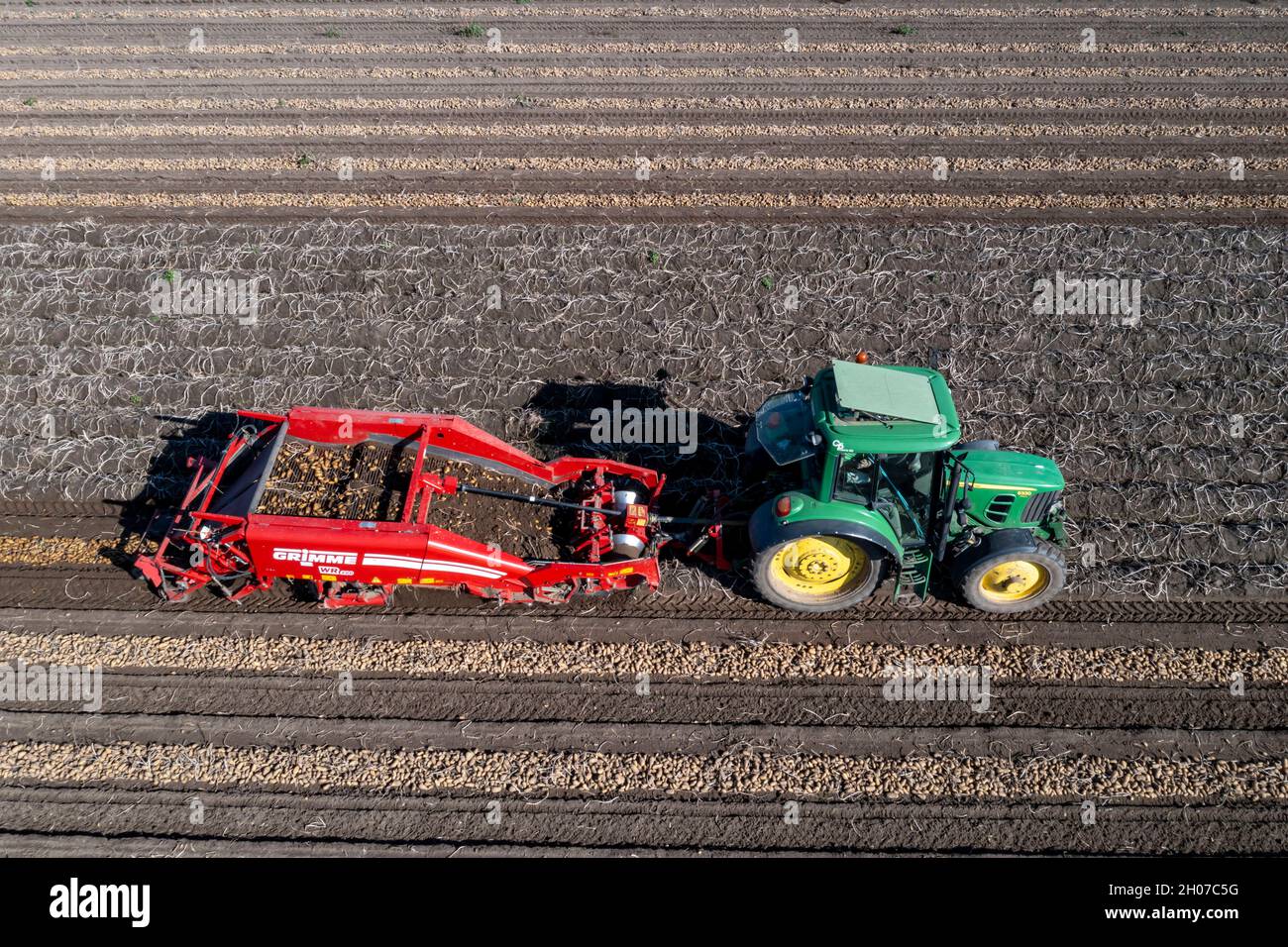 Récolte de pommes de terre, dite méthode de récolte fractionnée, d'abord les tubercules sont sortis du sol avec une machine de pose de rangées, photo, puis, après un court Banque D'Images