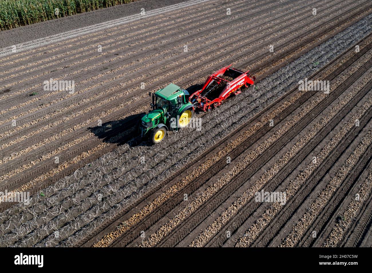 Récolte de pommes de terre, dite méthode de récolte fractionnée, d'abord les tubercules sont sortis du sol avec une machine de pose de rangées, photo, puis, après un court Banque D'Images