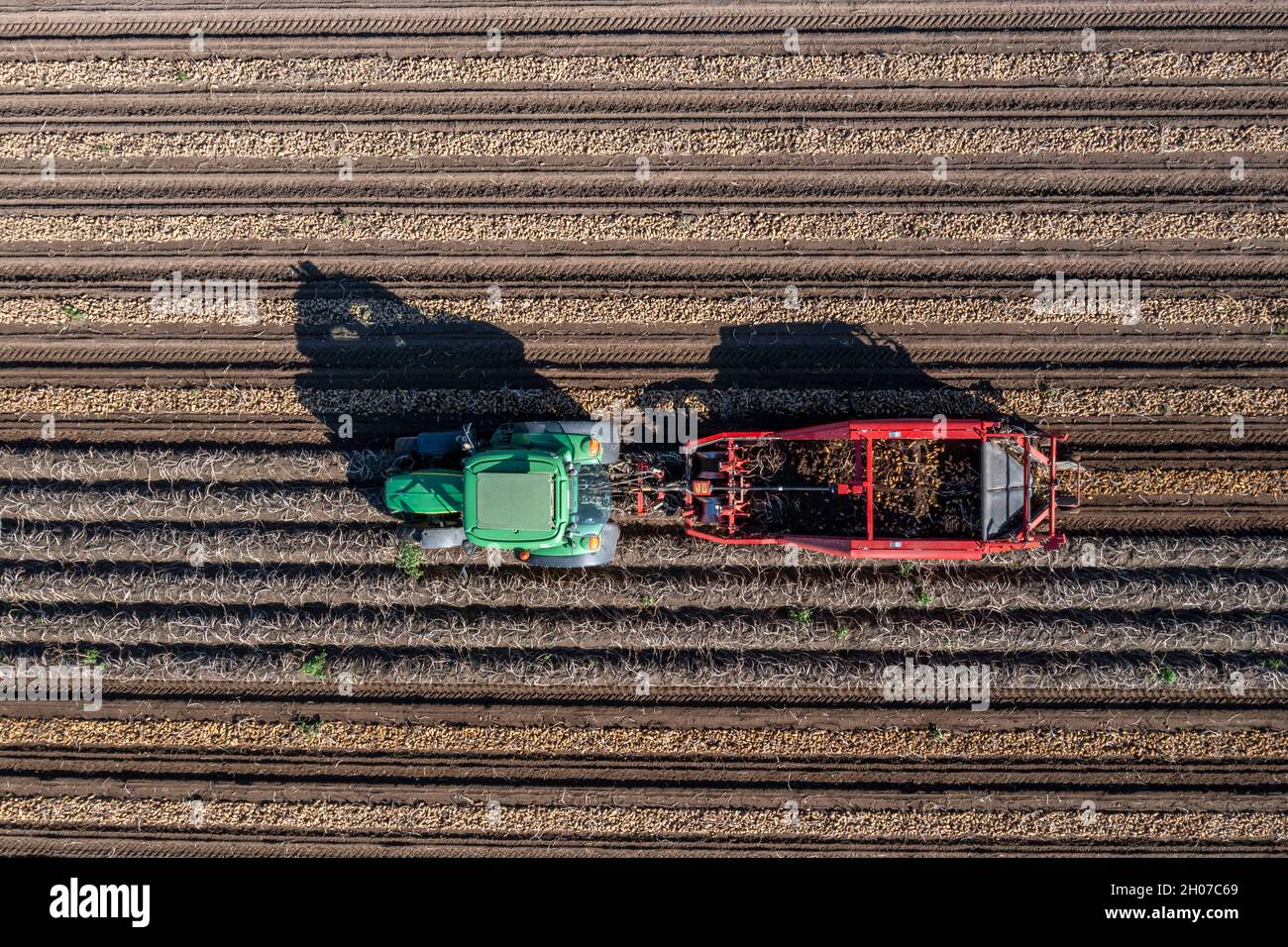 Récolte de pommes de terre, dite méthode de récolte fractionnée, d'abord les tubercules sont sortis du sol avec une machine de pose de rangées, photo, puis, après un court Banque D'Images