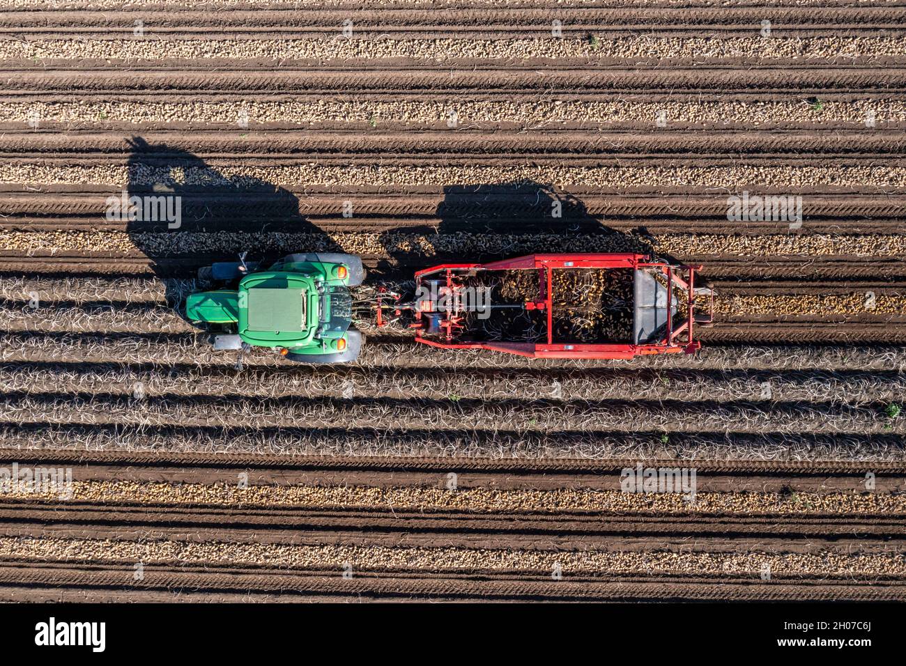 Récolte de pommes de terre, dite méthode de récolte fractionnée, d'abord les tubercules sont sortis du sol avec une machine de pose de rangées, photo, puis, après un court Banque D'Images