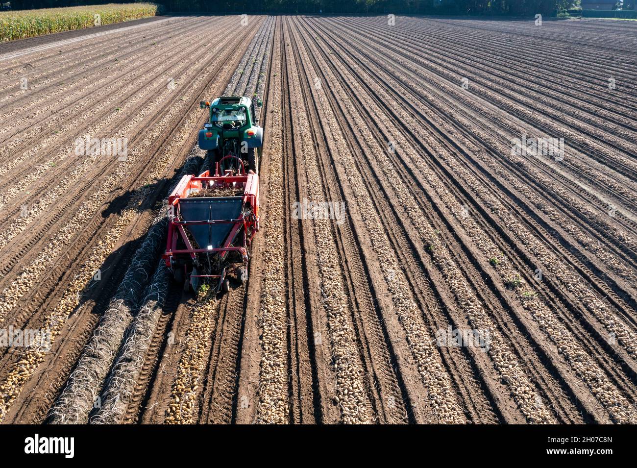 Récolte de pommes de terre, dite méthode de récolte fractionnée, d'abord les tubercules sont sortis du sol avec une machine de pose de rangées, photo, puis, après un court Banque D'Images