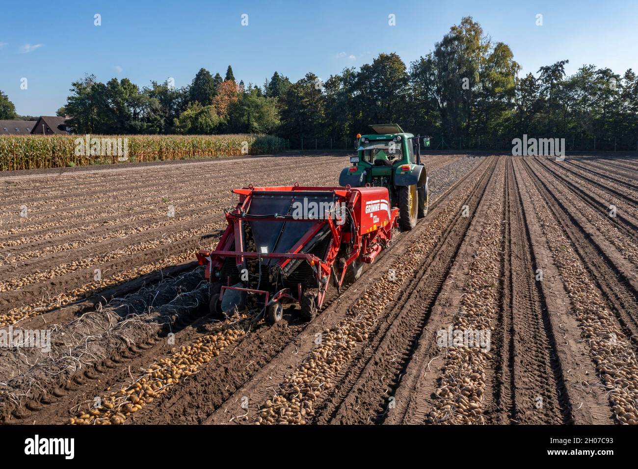 Récolte de pommes de terre, dite méthode de récolte fractionnée, d'abord les tubercules sont sortis du sol avec une machine de pose de rangées, photo, puis, après un court Banque D'Images