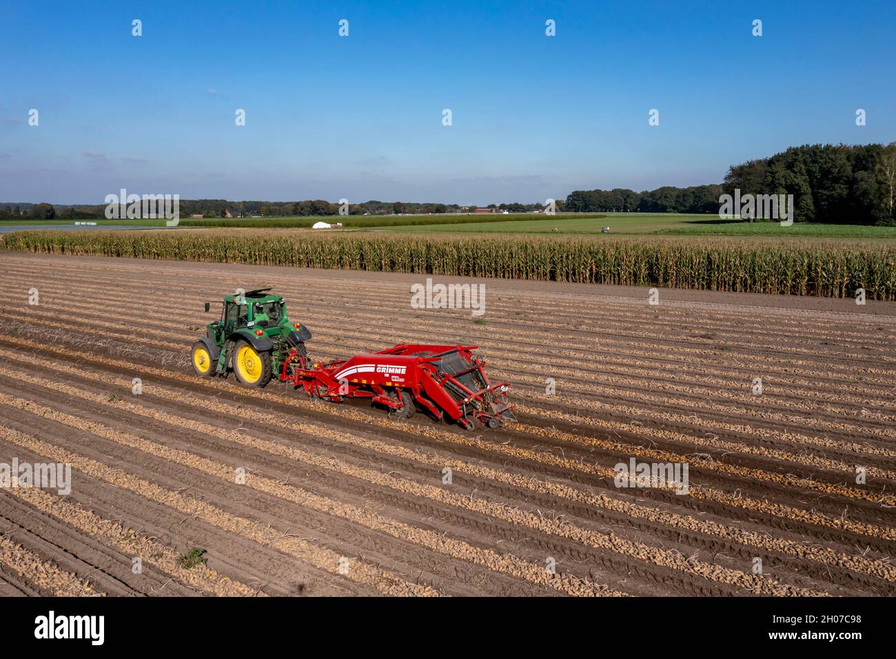 Récolte de pommes de terre, dite méthode de récolte fractionnée, d'abord les tubercules sont sortis du sol avec une machine de pose de rangées, photo, puis, après un court Banque D'Images