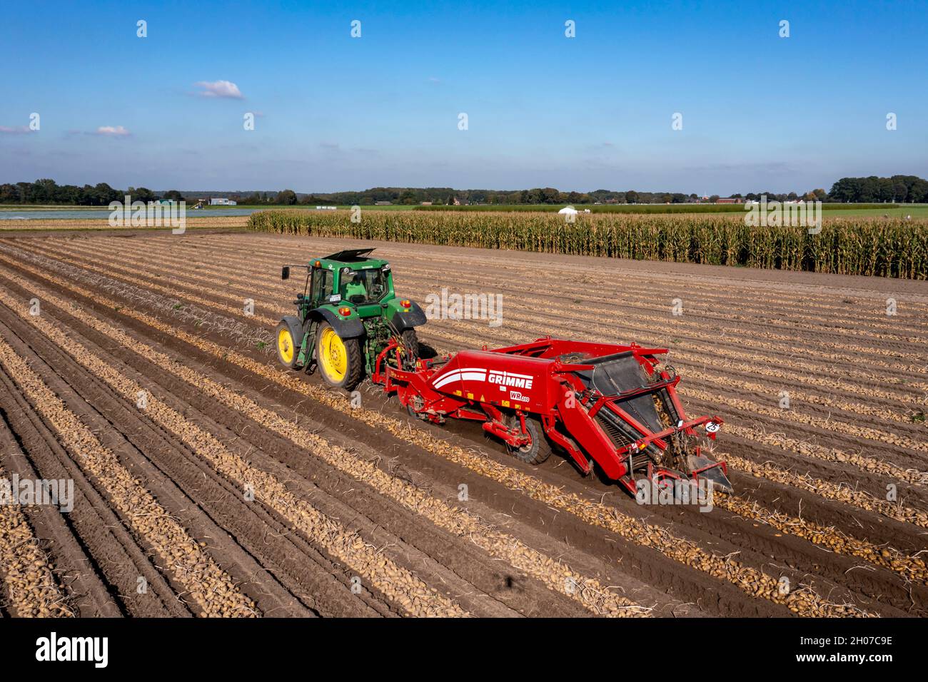 Récolte de pommes de terre, dite méthode de récolte fractionnée, d'abord les tubercules sont sortis du sol avec une machine de pose de rangées, photo, puis, après un court Banque D'Images