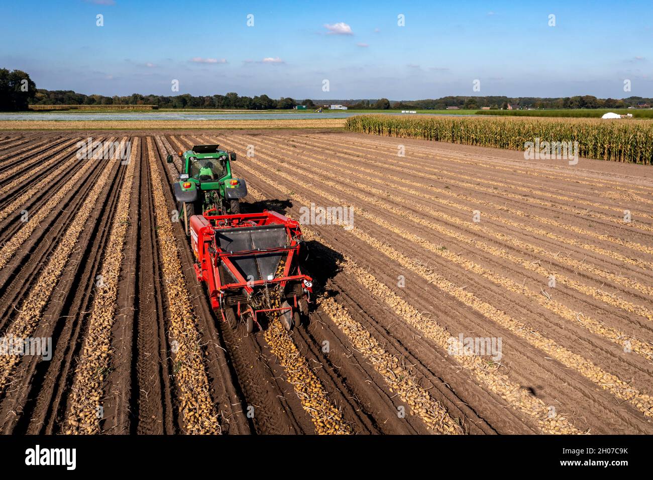 Récolte de pommes de terre, dite méthode de récolte fractionnée, d'abord les tubercules sont sortis du sol avec une machine de pose de rangées, photo, puis, après un court Banque D'Images