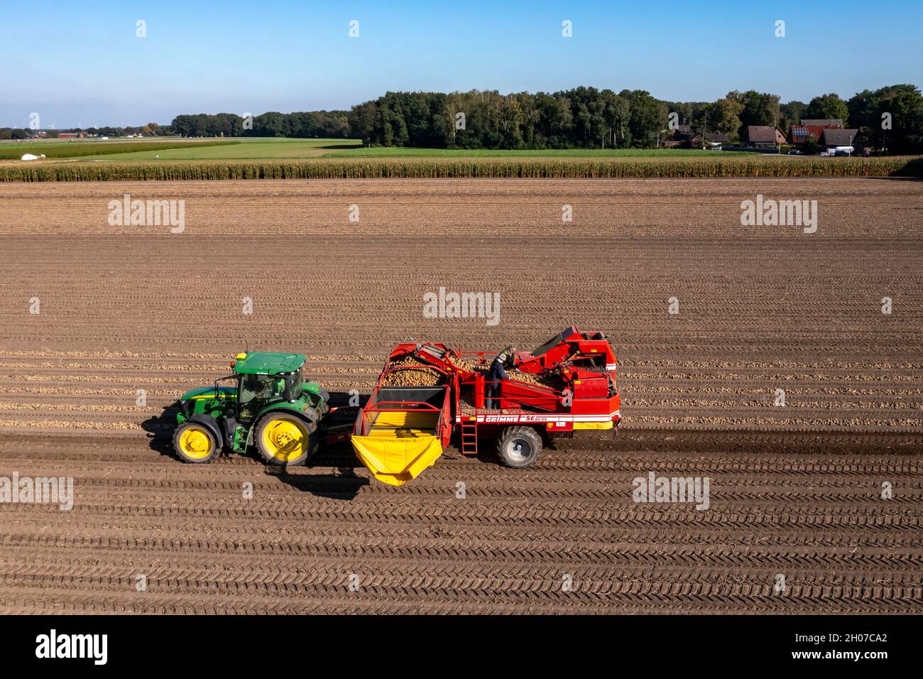La récolte de pommes de terre, dite méthode de récolte fractionnée, d'abord les tubercules sont sortis du sol avec une machine de pose de rang, puis, après un court séchage Banque D'Images