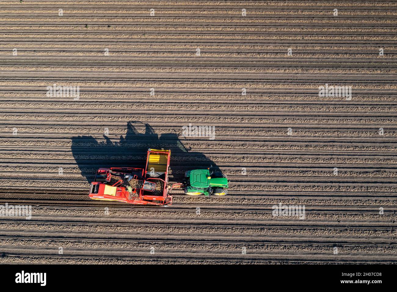La récolte de pommes de terre, dite méthode de récolte fractionnée, d'abord les tubercules sont sortis du sol avec une machine de pose de rang, puis, après un court séchage Banque D'Images