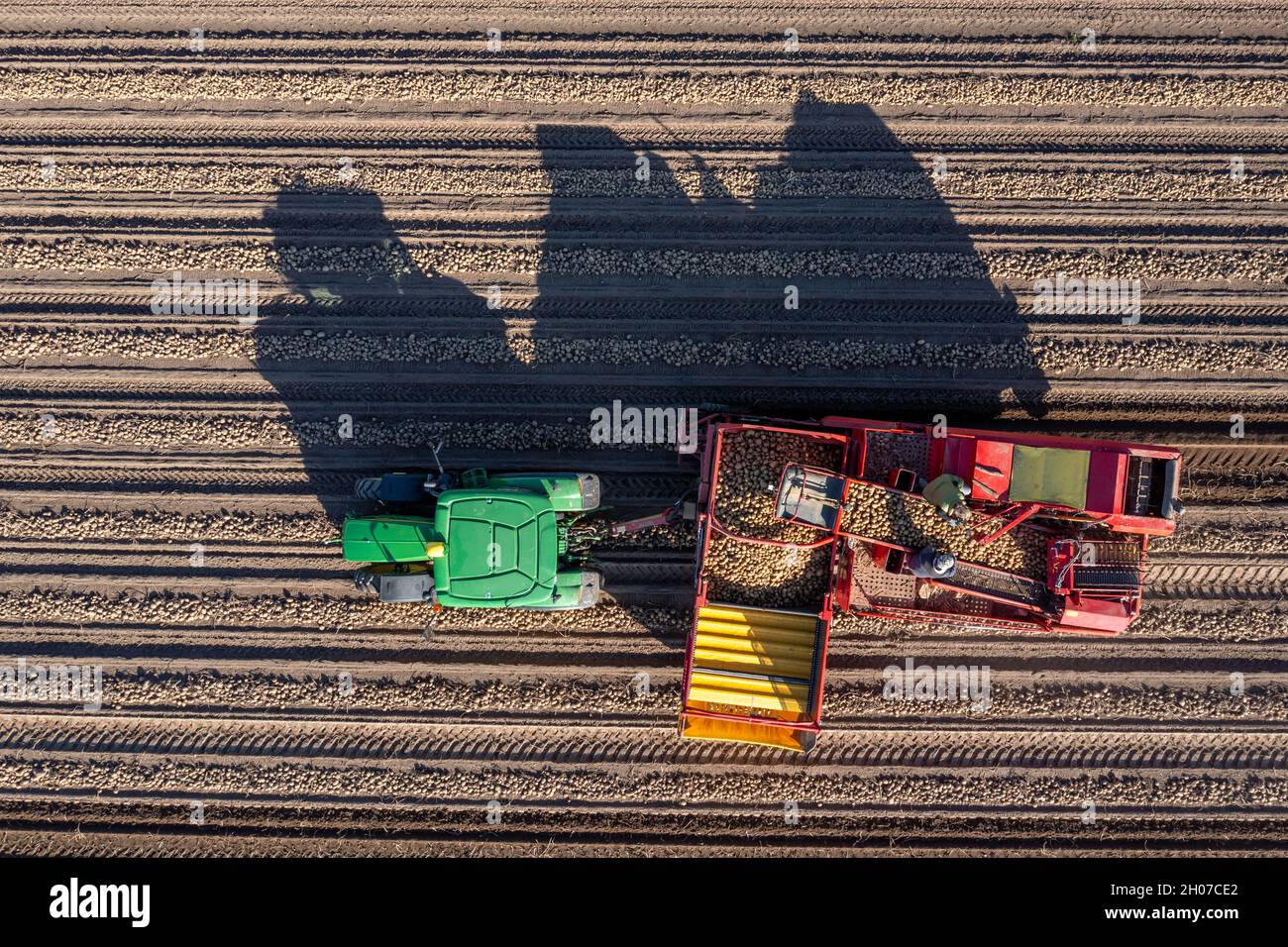 La récolte de pommes de terre, dite méthode de récolte fractionnée, d'abord les tubercules sont sortis du sol avec une machine de pose de rang, puis, après un court séchage Banque D'Images