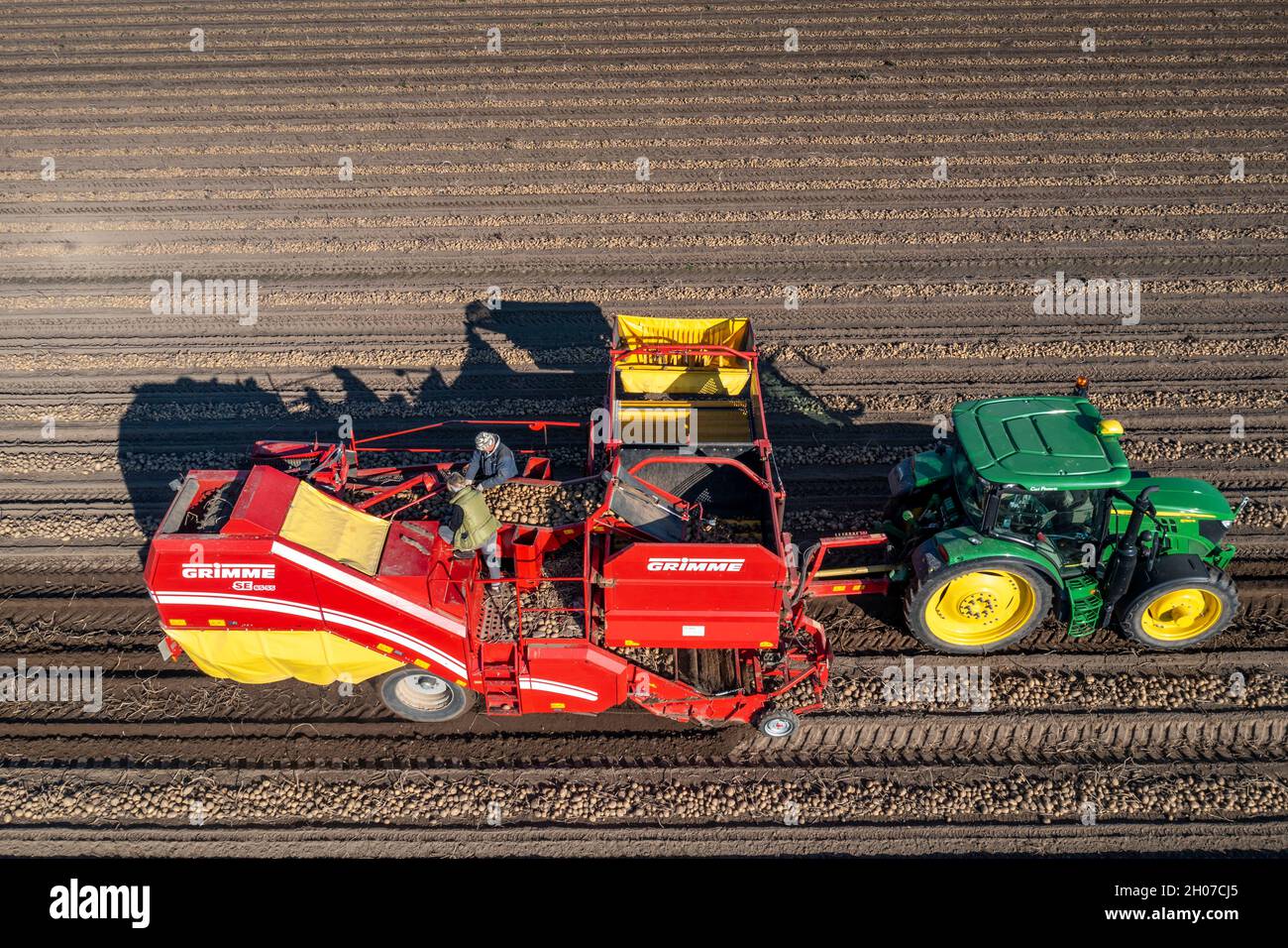 La récolte de pommes de terre, dite méthode de récolte fractionnée, d'abord les tubercules sont sortis du sol avec une machine de pose de rang, puis, après un court séchage Banque D'Images