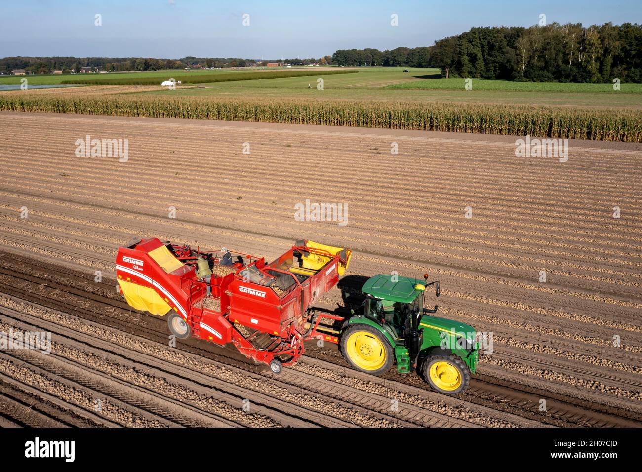 La récolte de pommes de terre, dite méthode de récolte fractionnée, d'abord les tubercules sont sortis du sol avec une machine de pose de rang, puis, après un court séchage Banque D'Images